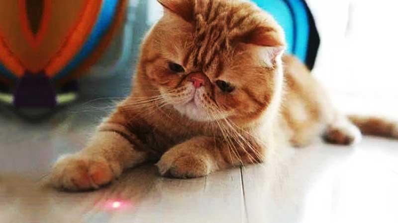 Are Laser Pointers Good or Bad for Cats?