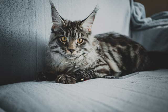 Maine Coon