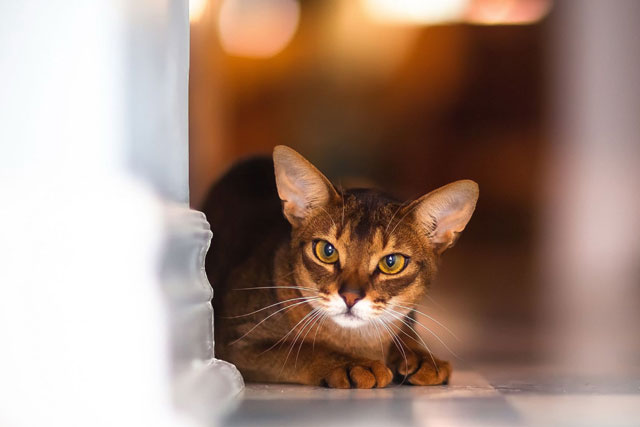 The 10 Best Cat Breeds for Cuddling: Abyssinian