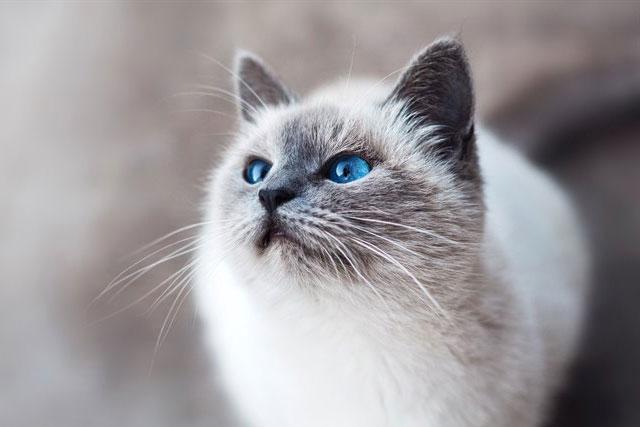 The 10 Best Cat Breeds for Cuddling: Birman