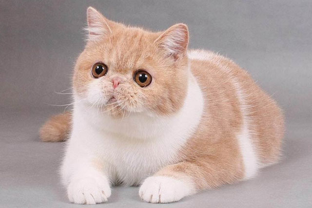 The 10 Best Cat Breeds for Cuddling: Exotic Shorthair