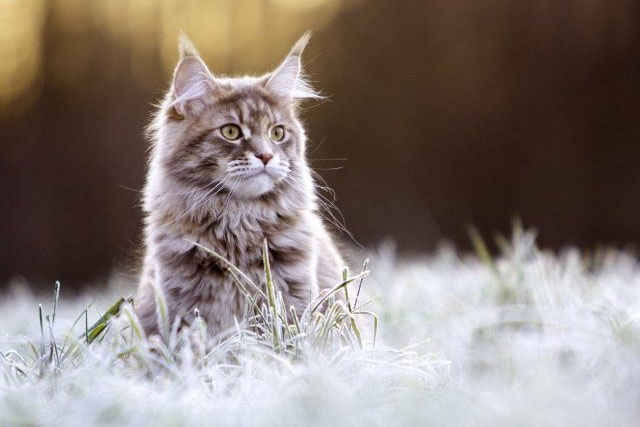 The 10 Best Cat Breeds for Cuddling: Maine Coon