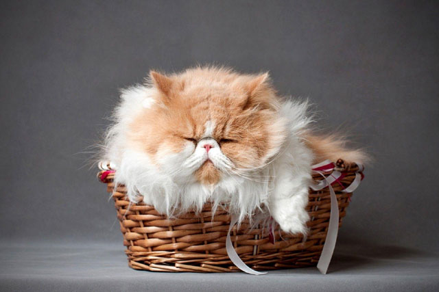 The 10 Best Cat Breeds for Cuddling: Persian cat