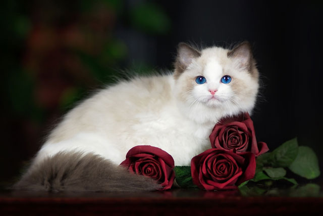 The 10 Best Cat Breeds for Cuddling: Ragdoll