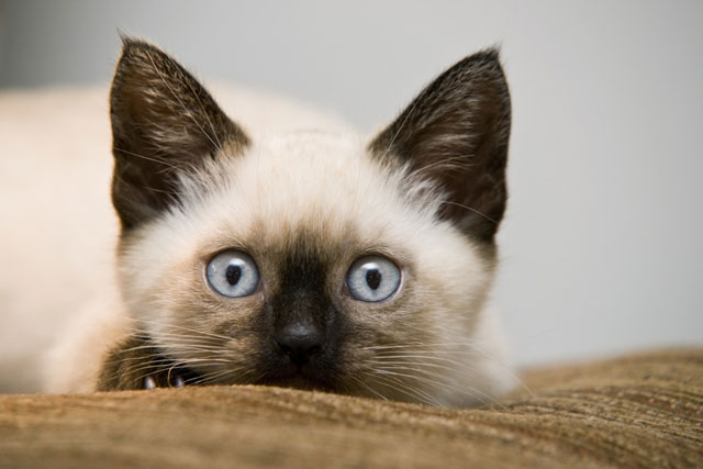 The 10 Best Cat Breeds for Cuddling: Siamese cat
