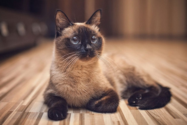 The 10 Best Cat Breeds for Cuddling: Tonkinese cat