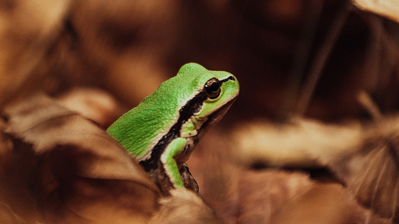 The 10 Best Pet Frogs For Beginners