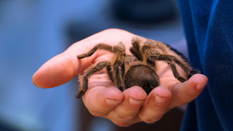 6 Best Tarantula Species for Beginners