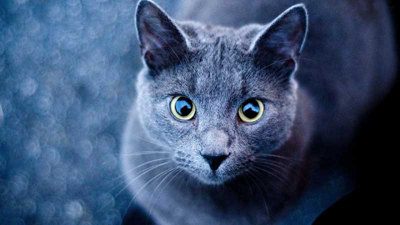 Blue-Gray Cat Breeds That Are Unique & Lovely