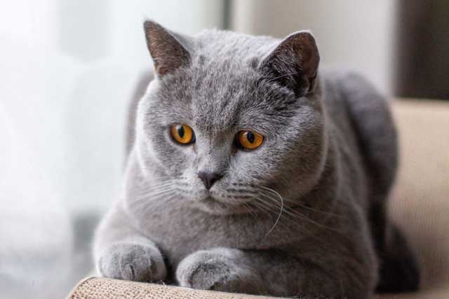 British Shorthair