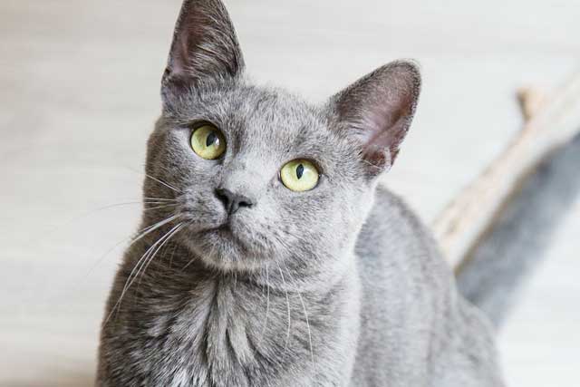 Blue Burmese