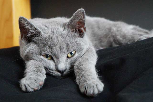 Chartreux