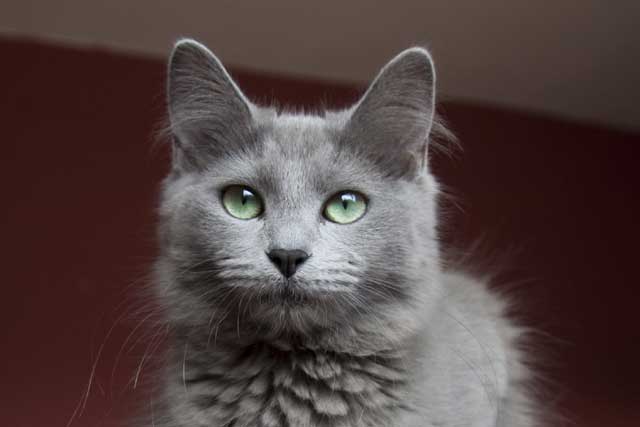 Nebelung