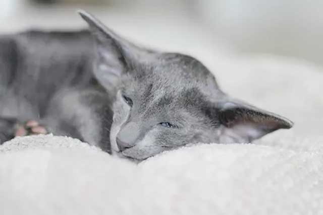 Blue Oriental Shorthair