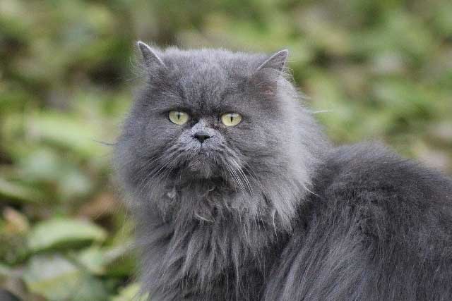 Blue Persian