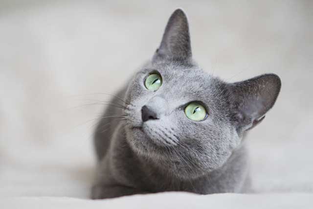 Russian Blue