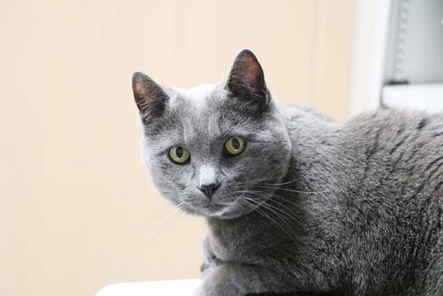 Blue American Shorthair