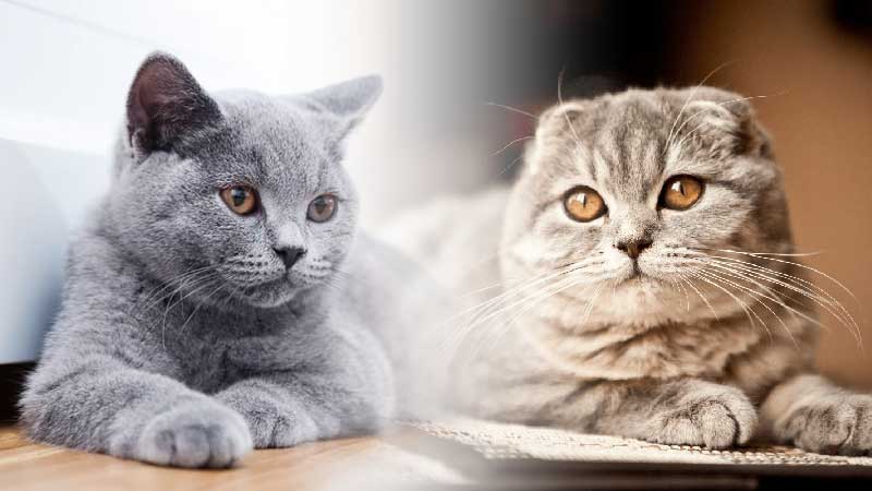 Which is better British Shorthair or Scottish Fold?
