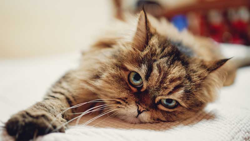 Can Cats Catch Colds From Humans?