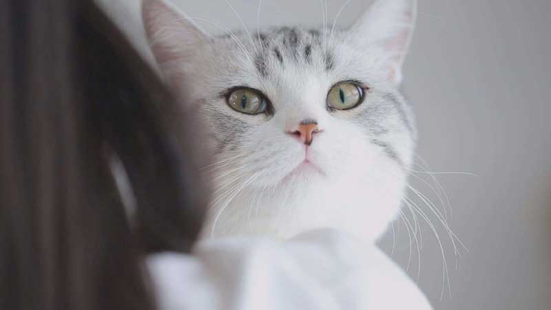 Can Cats Sense Their Owner's Emotions?