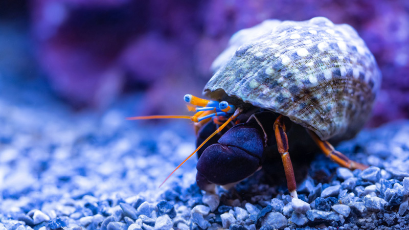 Can Hermit Crabs Live in Tap Water? 