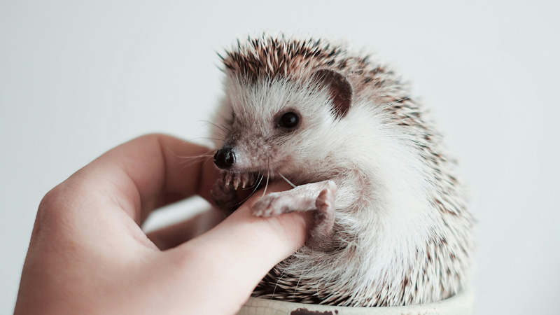 Can I Feed My Hedgehog Cat Food? Yes, Occasionally!