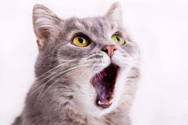 5. Cats with bad breath