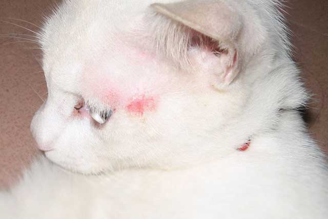 2. Cats with partial shedding