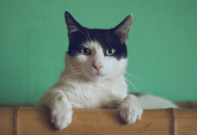 Cat on a bamboo chair