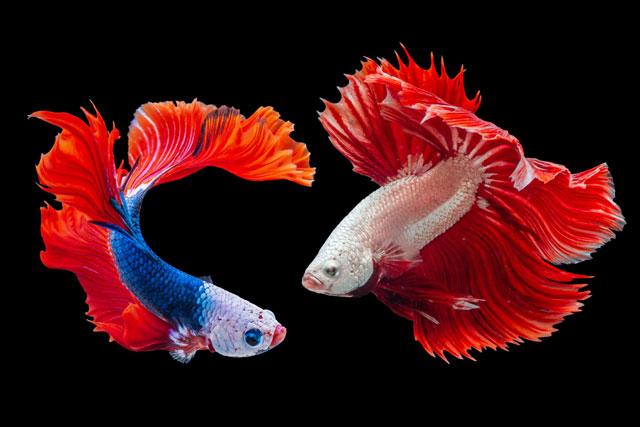 Two Siamese fighting fishes