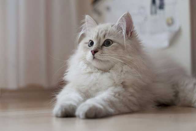 10 Cat Breeds That Are Less Allergenic than Others