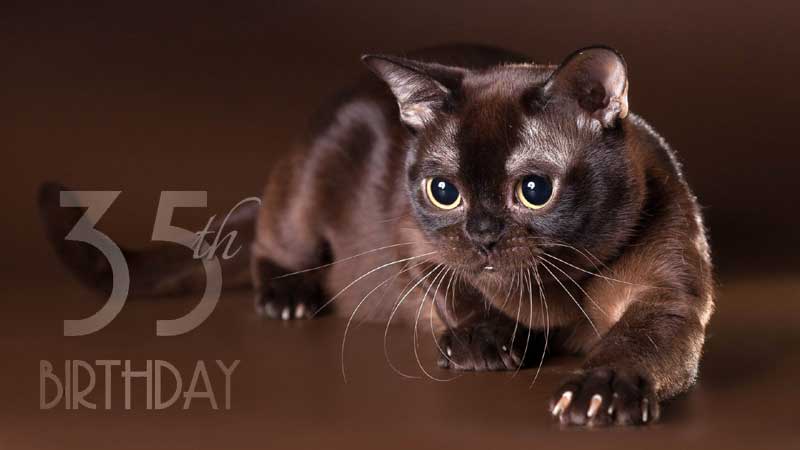 Cat Breeds That Live the Longest