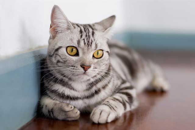 10 Cat Breeds That Live the Longest: #9. American Shorthair