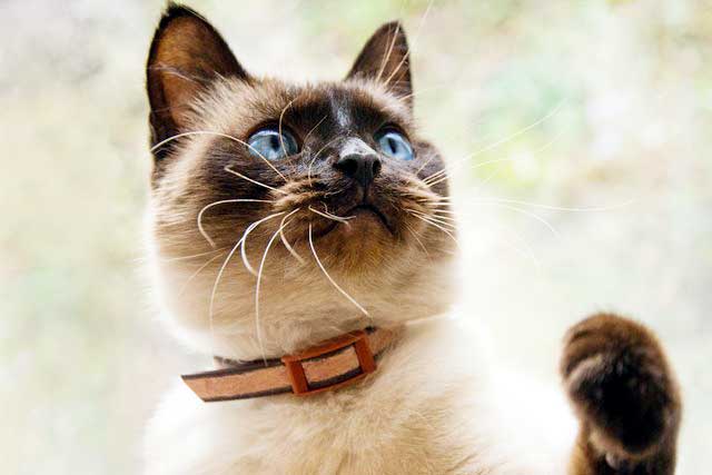 10 Cat Breeds That Live the Longest: #3. Balinese