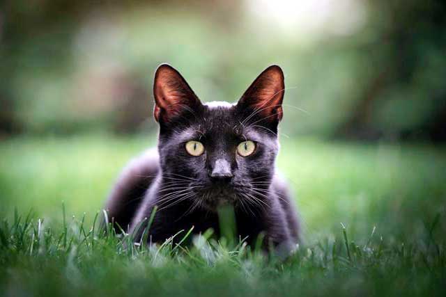 10 Cat Breeds That Live the Longest: #7. Bombay