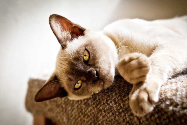 10 Cat Breeds That Live the Longest: #1. Burmese