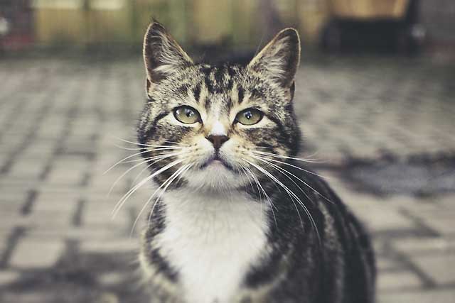 10 Cat Breeds That Live the Longest: #10. Manx