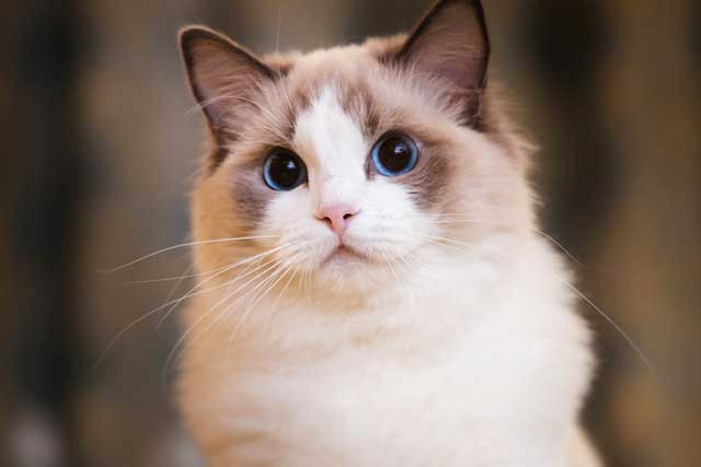 10 Cat Breeds That Live the Longest: #2. Ragdoll