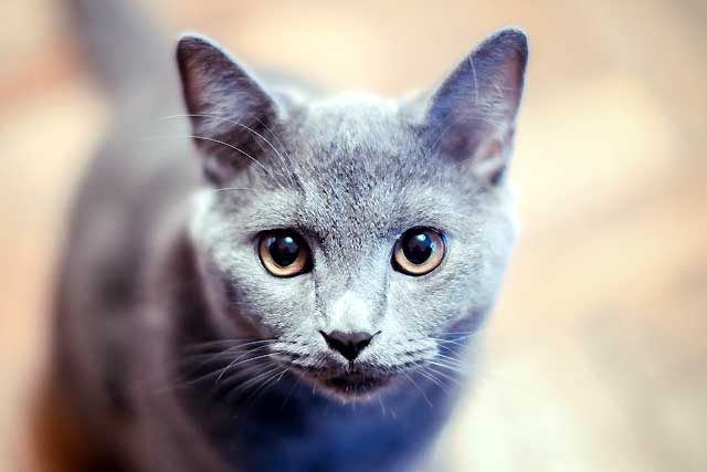 10 Cat Breeds That Live the Longest: #8. Russian Blue