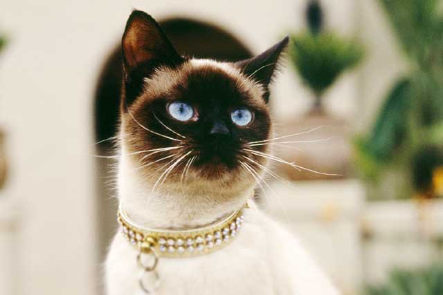 10 Cat Breeds That Live the Longest: #4. Siamese