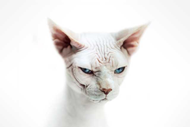 10 Cat Breeds That Live the Longest: #6. Sphynx