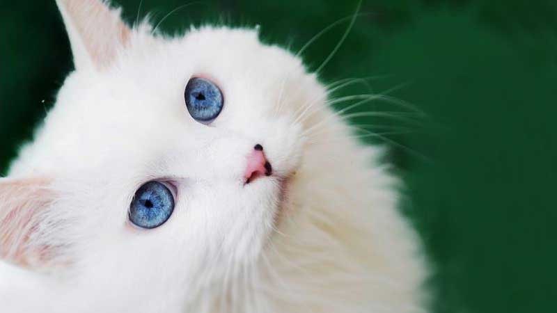 Cat Breeds with Blue Eyes