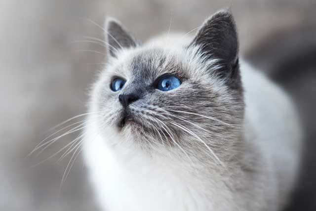 10 Cat Breeds with Blue Eyes: 2. Balinese cat