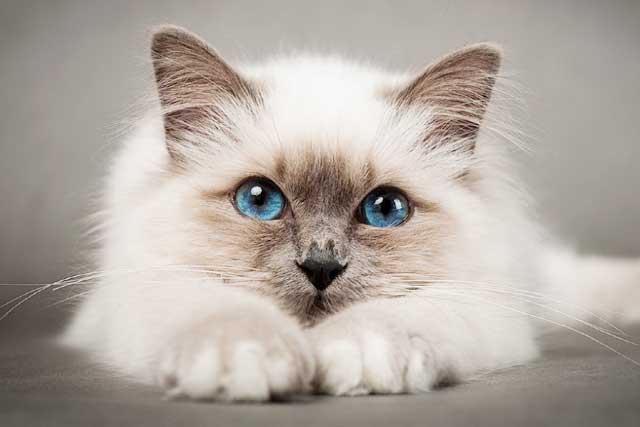 10 Cat Breeds with Blue Eyes: 5. Birman