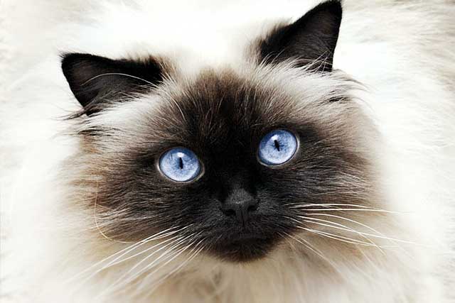 10 Cat Breeds with Blue Eyes: 3. Himalayan cat