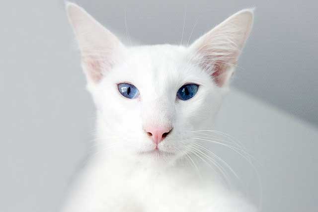 10 Cat Breeds with Blue Eyes: 9. Javanese cat