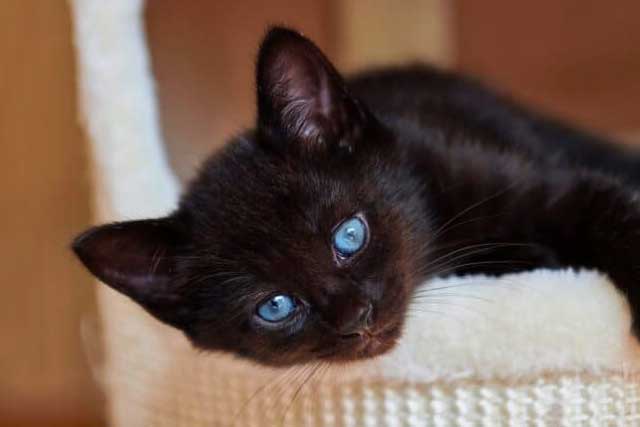 10 Cat Breeds with Blue Eyes: 10. Ojas Azules