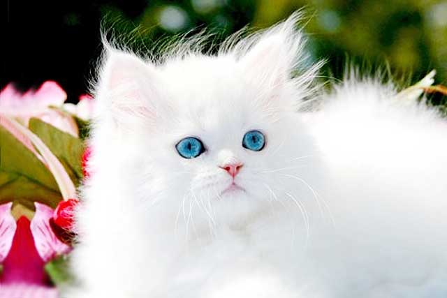 10 Cat Breeds with Blue Eyes: 4. Persian cat
