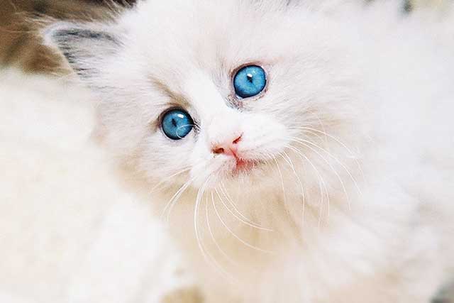 10 Cat Breeds with Blue Eyes: 6. Ragdoll