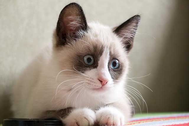 10 Cat Breeds with Blue Eyes: 7. Snowshoe cat